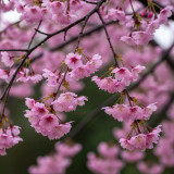 Winter Cherry Seeds | Prunus cerasoides – Deciduous Tree 3-10m, Full Sun Loving, High Ornamental Value for Gardens