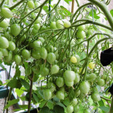 Crazy Barry Cherry Tomato Seeds – Easy to Grow, Extremely High Yield, Sweet & Juicy Flesh, Ornamental Garden Variety