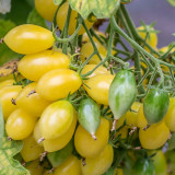 Crazy Barry Cherry Tomato Seeds – Easy to Grow, Extremely High Yield, Sweet & Juicy Flesh, Ornamental Garden Variety