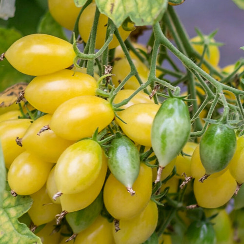 Crazy Barry Cherry Tomato Seeds – Easy to Grow, Extremely High Yield, Sweet & Juicy Flesh, Ornamental Garden Variety