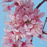Winter Cherry Seeds | Prunus cerasoides – Deciduous Tree 3-10m, Full Sun Loving, High Ornamental Value for Gardens