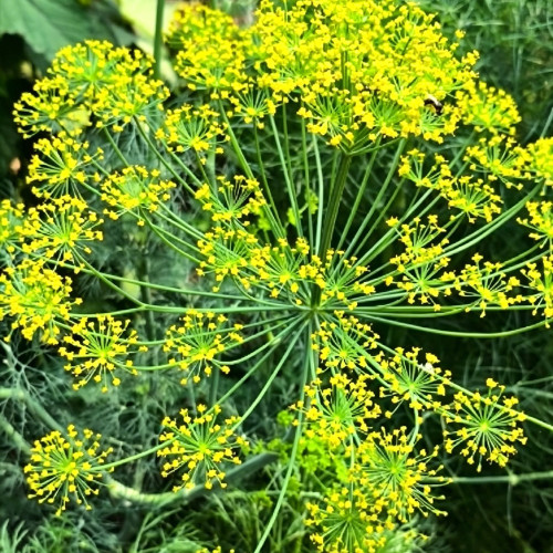 ANE02 Dill Seeds – Culinary Herb, Yellow Flowers, Multi-Purpose, Suitable for Home Gardening, Easy to Cultivate