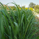 Sudangrass Seeds | Annual Livestock Forage Grass, Drought Tolerant, High Yield, Nutrient-Rich, Simple Hay Processing