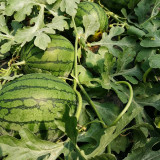 Xiaofeng Watermelon Seeds – Premium early-maturing variety, easy to grow, golden yellow flesh, thin rind, high sugar content