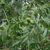 Pecan Seeds | Carya Illinoinensis | Sweet Kernels, Few Empty Nuts, Drought-Tolerant, Cold-Hardy, Grows in Warm Humid Climates