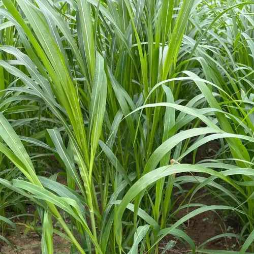 Sudangrass Seeds | Annual Livestock Forage Grass, Drought Tolerant, High Yield, Nutrient-Rich, Simple Hay Processing