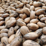 Pecan Seeds | Carya Illinoinensis | Sweet Kernels, Few Empty Nuts, Drought-Tolerant, Cold-Hardy, Grows in Warm Humid Climates
