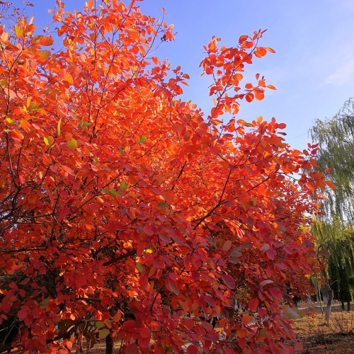 Smoke Tree Seeds – Cotinus coggygria, Red Fall Foliage, Drought Tolerant Shrub for Lawns & Hillsides