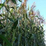 Sudangrass Seeds | Annual Livestock Forage Grass, Drought Tolerant, High Yield, Nutrient-Rich, Simple Hay Processing