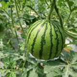 Linglong Yellow Watermelon Seeds – Yellow-flesh variety, early-maturing, easy to grow, 13% sugar content, excellent flavor