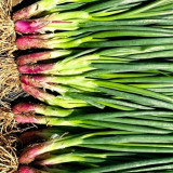 Shouhe Red Skin Scallion Seeds – Easy to grow, strong disease resistance, wide adaptability, rich aroma, great taste