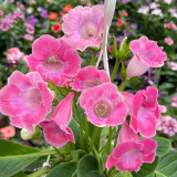 Gloxinia Seeds, Mixed 10+ Varieties – Sinningia speciosa, Bell-Shaped Blooms, Compact Ornamental Indoor Perennial