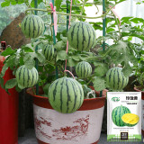 Linglong Yellow Watermelon Seeds – Yellow-flesh variety, early-maturing, easy to grow, 13% sugar content, excellent flavor