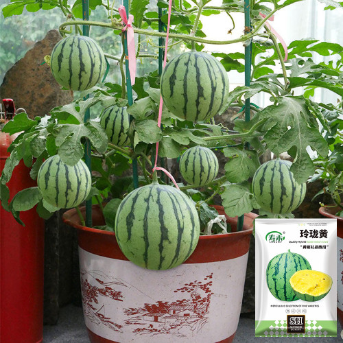 Linglong Yellow Watermelon Seeds – Yellow-flesh variety, early-maturing, easy to grow, 13% sugar content, excellent flavor