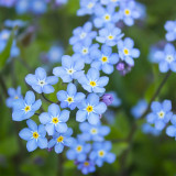 Blue Alpine Forget-Me-Not Seeds – Myosotis Alpestris, Perennial, Pale Blue Blooms for Cut Flowers, Garden Borders & Containers