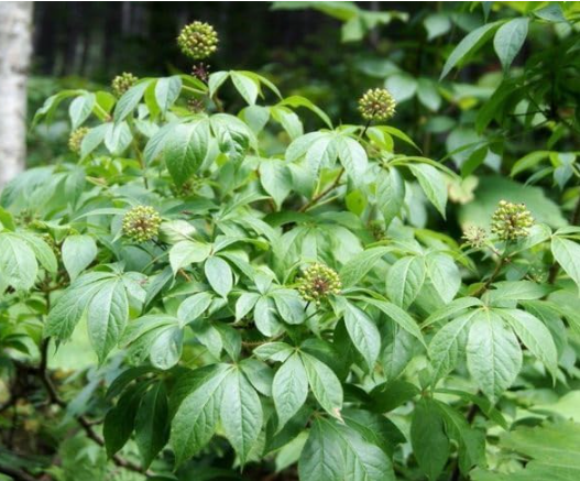 Eleutherococcus Senticosus Seeds | Siberian Ginseng, Hardy Perennial