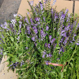 Barbed Skullcap Seeds – Perennial Herb, Easy to Grow, Versatile Use, Ornamental & Medicinal Value