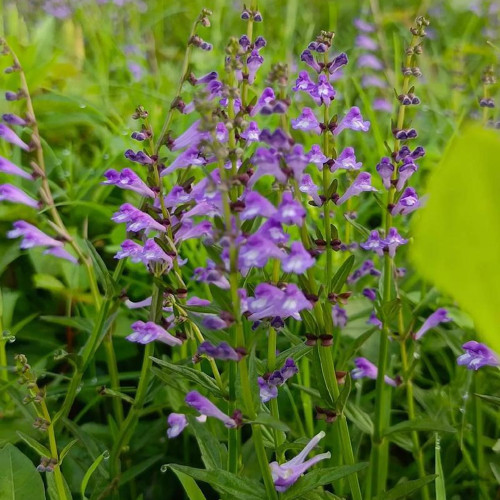 Barbed Skullcap Seeds – Perennial Herb, Easy to Grow, Versatile Use, Ornamental & Medicinal Value
