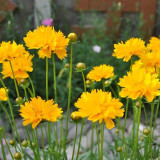 Large-Flowered Tickseed Seeds – High Germination Rate, Easy to Grow, Long Blooming Period, Suitable for Home Gardening