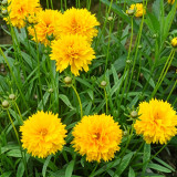 Large-Flowered Tickseed Seeds – High Germination Rate, Easy to Grow, Long Blooming Period, Suitable for Home Gardening