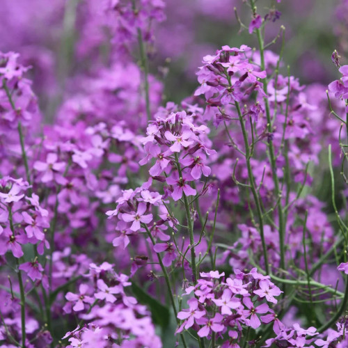 Dame's Rocket Seeds – Blue-Purple Flowers, Easy to Grow, Strong Adaptability, Suitable for Slopes & Natural Gardens