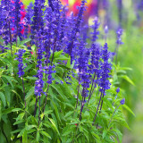 Blue Sage Seeds – Salvia farinacea, Long Blooming, Heat Tolerant, Drought Tolerant for Garden & Pot