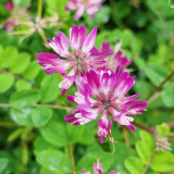 Chinese Milkvetch Coated Seeds – Easy to Grow, Long Blooming, Multi-Purpose for Forage & Garden Ornament