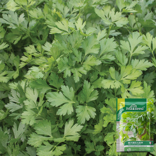 Italian Giant Parsley Seeds – Upright Growth, Broad Leaves, Rich Aroma for Seasoning & Garnish