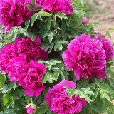 Purple-spotted Tree Peony Mixed Seeds – Huge Vibrant Blooms, Ornamental Shrub for Landscaping & Courtyards