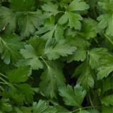 Italian Giant Parsley Seeds – Upright Growth, Broad Leaves, Rich Aroma for Seasoning & Garnish