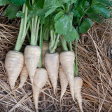 Parsnip Seeds | Pastinaca sativa – Fleshy Root with Edible Young Leaves, Cold Hardy Biennial for Soups, Stir-Fries & Salads