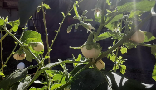 Organic African White Eggplant (Garden Egg) Seeds | High Germination Rate