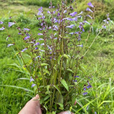 Barbed Skullcap Seeds – Perennial Herb, Easy to Grow, Versatile Use, Ornamental & Medicinal Value