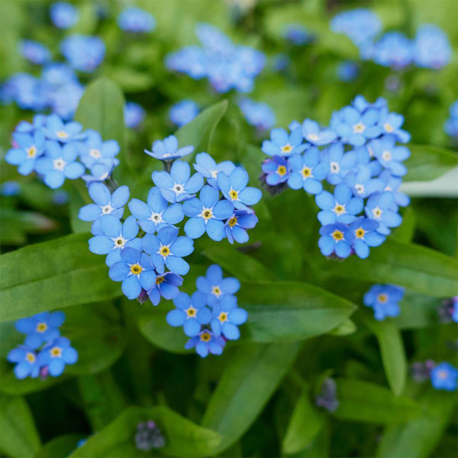 Blue Alpine Forget-Me-Not Seeds – Myosotis Alpestris, Perennial, Pale Blue Blooms for Cut Flowers, Garden Borders & Containers