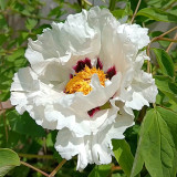 Purple-spotted Tree Peony Mixed Seeds – Huge Vibrant Blooms, Ornamental Shrub for Landscaping & Courtyards