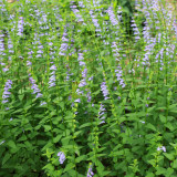 Barbed Skullcap Seeds – Perennial Herb, Easy to Grow, Versatile Use, Ornamental & Medicinal Value