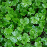Italian Giant Parsley Seeds – Upright Growth, Broad Leaves, Rich Aroma for Seasoning & Garnish