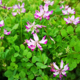 Chinese Milkvetch Coated Seeds – Easy to Grow, Long Blooming, Multi-Purpose for Forage & Garden Ornament