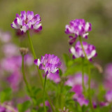 Chinese Milkvetch Coated Seeds – Easy to Grow, Long Blooming, Multi-Purpose for Forage & Garden Ornament