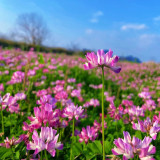 Chinese Milkvetch Coated Seeds – Easy to Grow, Long Blooming, Multi-Purpose for Forage & Garden Ornament