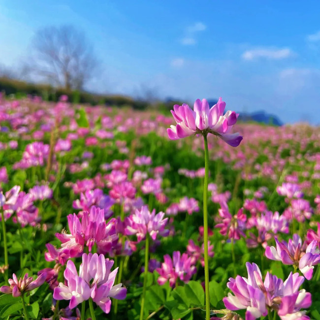 Chinese Milkvetch Coated Seeds – Easy to Grow, Long Blooming, Multi-Purpose for Forage & Garden Ornament