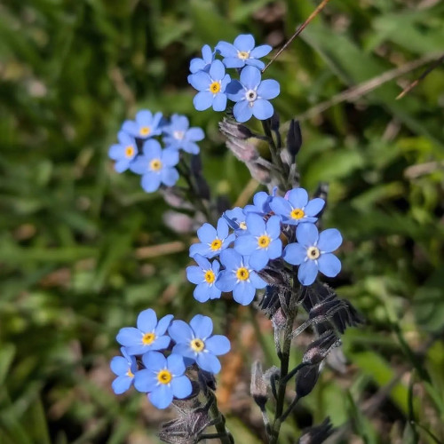 Blue Alpine Forget-Me-Not Seeds – Myosotis Alpestris, Perennial, Pale Blue Blooms for Cut Flowers, Garden Borders & Containers