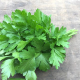 Italian Giant Parsley Seeds – Upright Growth, Broad Leaves, Rich Aroma for Seasoning & Garnish