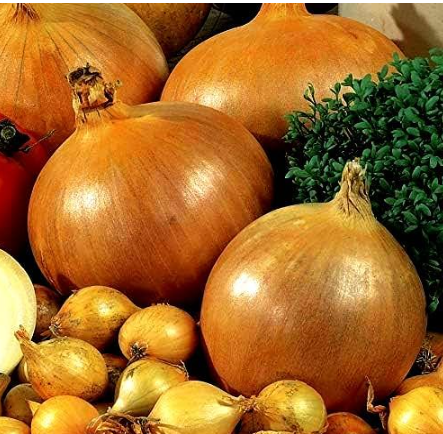 Stuttgarter Yellow Onion Seeds, Non-GMO for Spring Garden Planting