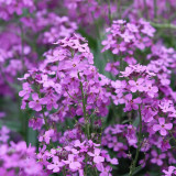 Dame's Rocket Seeds – Blue-Purple Flowers, Easy to Grow, Strong Adaptability, Suitable for Slopes & Natural Gardens