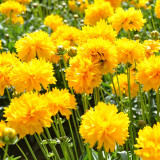 Large-Flowered Tickseed Seeds – High Germination Rate, Easy to Grow, Long Blooming Period, Suitable for Home Gardening