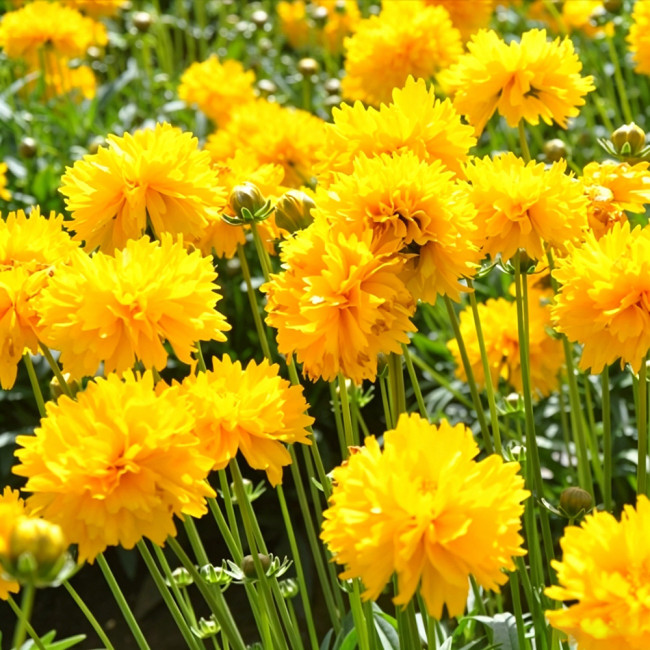 Large-Flowered Tickseed Seeds – High Germination Rate, Easy to Grow, Long Blooming Period, Suitable for Home Gardening