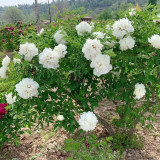 Purple-spotted Tree Peony Mixed Seeds – Huge Vibrant Blooms, Ornamental Shrub for Landscaping & Courtyards