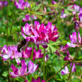 Chinese Milkvetch Coated Seeds – Easy to Grow, Long Blooming, Multi-Purpose for Forage & Garden Ornament