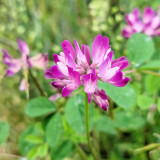 Chinese Milkvetch Coated Seeds – Easy to Grow, Long Blooming, Multi-Purpose for Forage & Garden Ornament